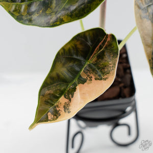Alocasia 'Azlanii' Aurea Variegated (wk42-L364)