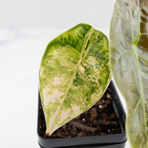 Alocasia 'Azlanii' Aurea Variegated (wk41-L70)