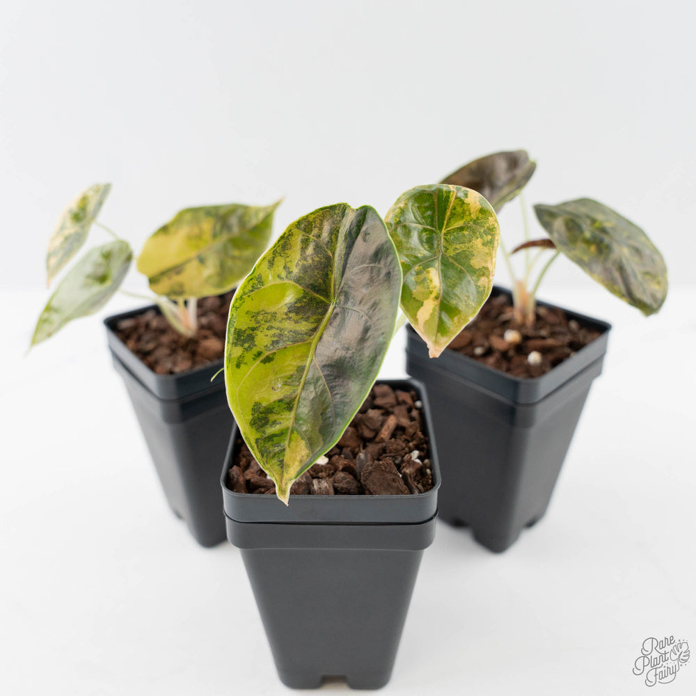 Alocasia Azlanii Aurea Variegated