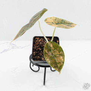 Alocasia 'Azlanii' Aurea Variegated (wk19-E)