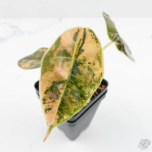 Alocasia 'Azlanii' Aurea Variegated (wk19-E)