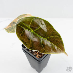 Alocasia 'Azlanii' Aurea Variegated (wk19-E)