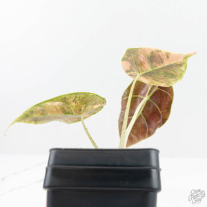 Alocasia 'Azlanii' Aurea Variegated (wk19-E)