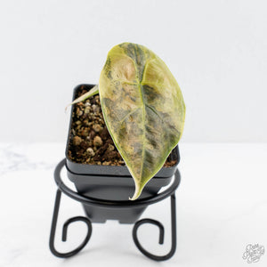 Alocasia 'Azlanii' Aurea Variegated (wk20-F)