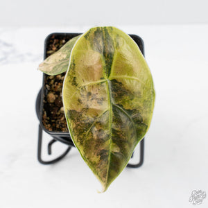 Alocasia 'Azlanii' Aurea Variegated (wk20-F)