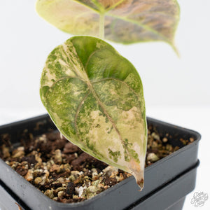 Alocasia 'Azlanii' Aurea Variegated (wk20-F)