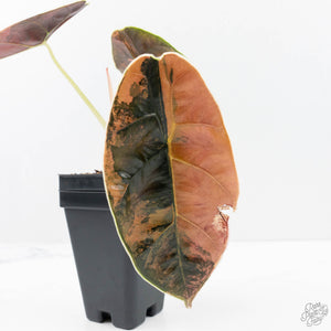 Alocasia 'Azlanii' Aurea Variegated (wk22-D)