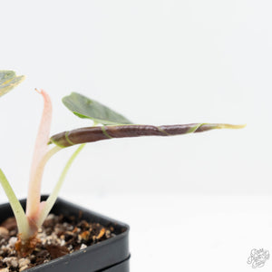 Alocasia 'Azlanii' Aurea Variegated (wk25-E)