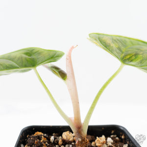 Alocasia 'Azlanii' Aurea Variegated (wk25-E)