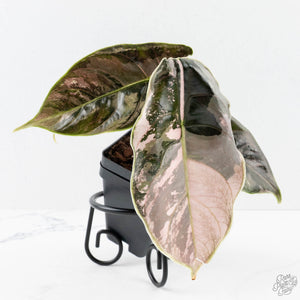 Alocasia 'Azlanii' Pink Variegated - Corming Size (wk28-E)