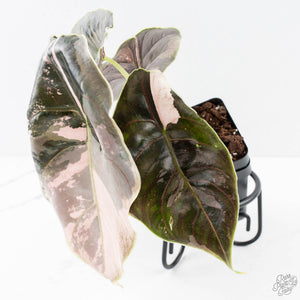Alocasia 'Azlanii' Pink Variegated - Corming Size (wk28-E)