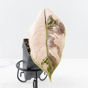 Alocasia 'Azlanii' Pink Variegated (wk30-E)