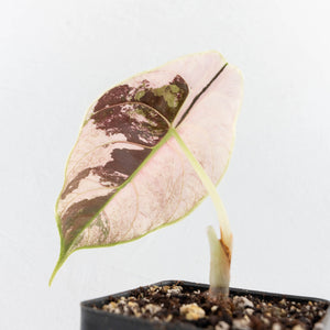 Alocasia 'Azlanii' Pink Variegated (wk30-E)