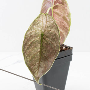 Alocasia 'Azlanii' Pink Variegated (wk33-L3)