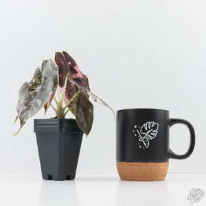 Alocasia 'Azlanii' Pink Variegated (wk24-C) *Corming Size*