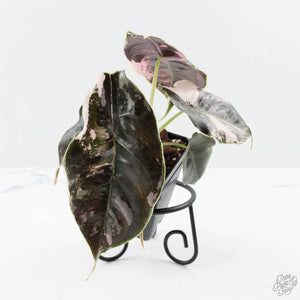 Alocasia 'Azlanii' Pink Variegated (wk24-C) *Corming Size*
