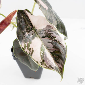 Alocasia 'Azlanii' Pink Variegated (wk24-C) *Corming Size*