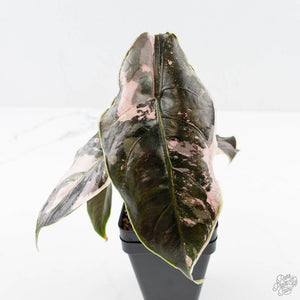 Alocasia 'Azlanii' Pink Variegated (wk24-C) *Corming Size*