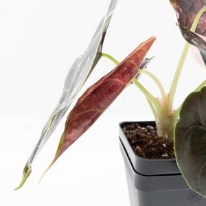Alocasia 'Azlanii' Pink Variegated (wk24-C) *Corming Size*