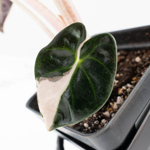 Alocasia 'Balloon Heart' Pink Variegated (wk34-L69)