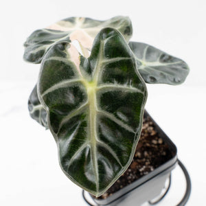 Alocasia 'Balloon Heart' Pink Variegated (wk34-L69)