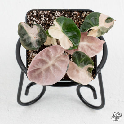 Alocasia 'Balloon Heart' Pink Variegated