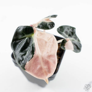 Alocasia 'Balloon Heart' Pink Variegated (wk23-F)