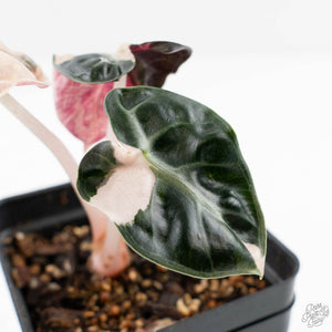 Alocasia 'Balloon Heart' Pink Variegated (wk23-F)