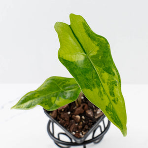 Alocasia nycteris 'Bat Wing' Variegated (wk36-U129)