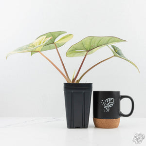 Alocasia 'Bisma Platinum' Aurea Variegated (wk19-P) *Corming Size*
