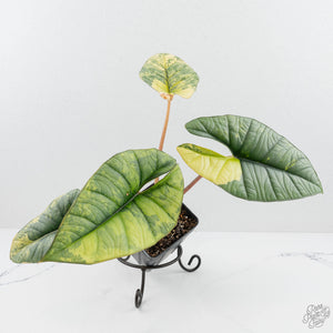Alocasia 'Bisma Platinum' Aurea Variegated (wk19-P) *Corming Size*