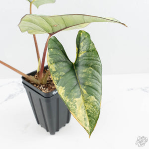 Alocasia 'Bisma Platinum' Aurea Variegated (wk19-P) *Corming Size*
