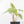 Alocasia 'Bisma Platinum' Aurea Variegated (wk18-US) *Corming Size*