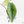 Alocasia 'Bisma Platinum' Aurea Variegated (wk18-US) *Corming Size*