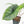 Alocasia 'Bisma Platinum' Aurea Variegated (wk18-US) *Corming Size*