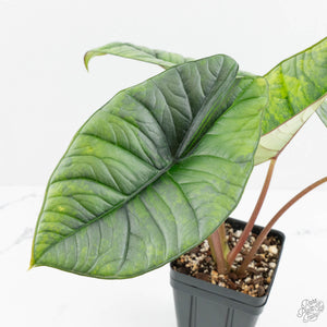 Alocasia 'Bisma Platinum' Aurea Variegated (wk18-US) *Corming Size*