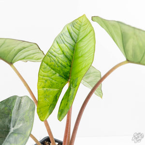 Alocasia 'Bisma Platinum' Aurea Variegated (wk18-US) *Corming Size*