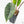 Alocasia 'Bisma Platinum' Aurea Variegated (wk18-US) *Corming Size*