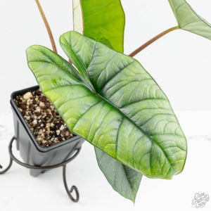 Alocasia 'Bisma Platinum' Aurea Variegated (wk18-US) *Corming Size*