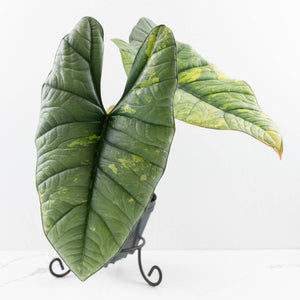 Alocasia 'Bisma Platinum' Aurea Variegated - Corming Size (wk34-L75)