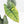Alocasia 'Bisma Platinum' Aurea Variegated - Corming Size (wk34-L75)