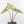 Alocasia 'Bisma Platinum' Aurea Variegated - Corming Size (wk34-L75)