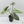 Alocasia 'Bisma Platinum' Aurea Variegated - Corming Size (wk41-L75)