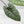 Alocasia 'Bisma Platinum' Aurea Variegated - Corming Size (wk41-L75)