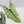 Alocasia 'Bisma Platinum' Aurea Variegated - Corming Size (wk41-L75)