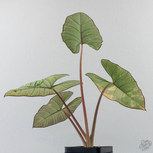 Alocasia 'Bisma Platinum' Aurea Variegated - Corming Size (wk41-L75)