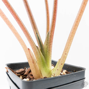Alocasia 'Bisma Platinum' Aurea Variegated (wk21-Q) *Corming Size*