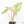 Alocasia 'Bisma Platinum' Aurea Variegated (wk21-Q) *Corming Size*