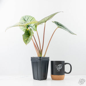 Alocasia 'Bisma Platinum' Aurea Variegated (wk21-Q) *Corming Size*