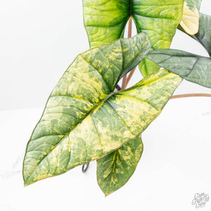 Alocasia 'Bisma Platinum' Aurea Variegated (wk21-Q) *Corming Size*